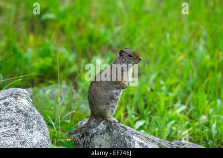 Uinta scoiattolo di terra (spermophilus armatus), il parco nazionale del Grand Teton, Wyoming negli Stati Uniti Foto Stock