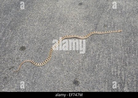 Grande bacino gopher snake (pituophis catenifer deserticola), il Parco nazionale Great Basin, Nevada, Stati Uniti Foto Stock