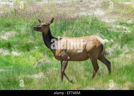 American elk o wapiti (cervus canadensis), femmina, Mammoth Hot Springs, il parco nazionale di Yellowstone, Wyoming negli Stati Uniti Foto Stock