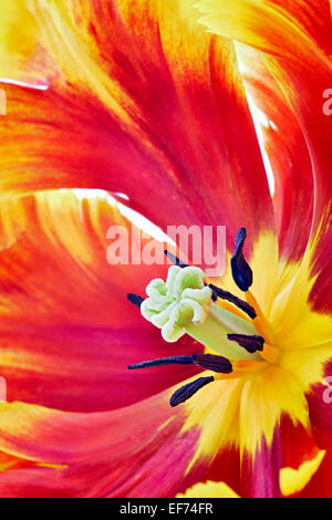 Parrot Tulip (Tulipa) Foto Stock