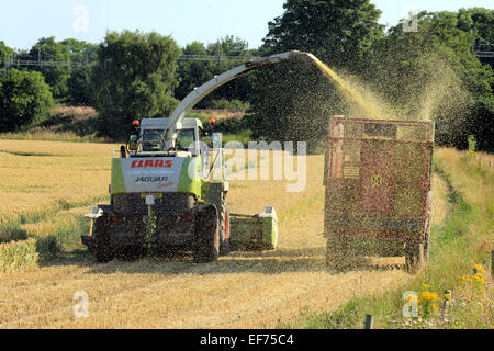 La raccolta di una coltivazione di grano accanto a Middlewich branch del Shropshire Union canal il 1 agosto 2013. Foto Stock