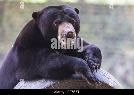 Sun: la malese bear sede intorno alla natura Foto Stock