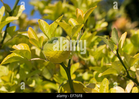 Trifoliate arancione, frutta, Bitter-Orange, Bitterorange, Früchte, Poncirus trifoliata, Citrus trifoliata, Orange amère, Poncir Foto Stock