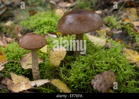 La Betulla bolete, Birkenpilz, Birkenröhrling, Kapuziner, Leccinum scabrum, Boletus scaber Foto Stock