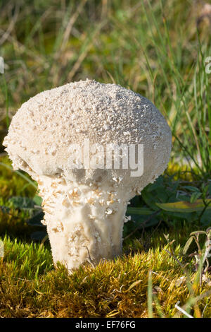 Pestello puffball, a stelo lungo, puffball Beutel-Stäubling, Beutelbovist, Sackbovist, Lycoperdon excipuliforme, Calvatia saccata Foto Stock