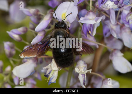 Violetta carpenter bee, Bhanvra indiano, Blaue Holzbiene, Blauschwarze Holzbiene Große Holzbiene, Blütenbesuch, Xylocopa violacea Foto Stock