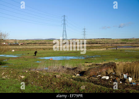 Cavalli al pascolo su terreni Pengam Mori, Cardiff, Galles, UK. Foto Stock