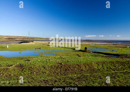 Cavalli al pascolo su terreni Pengam Mori, Cardiff, Galles, UK. Foto Stock