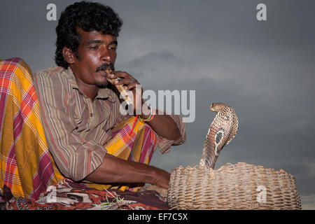 Il serpente incantatore IN FORTE GALLE Foto Stock