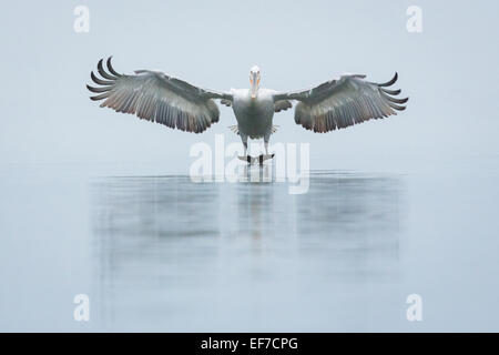 Pellicano dalmata (Pelecanus crispus) arriva sulla testa in terra su un molto ancora il lago di Kerkini nella Grecia settentrionale Foto Stock