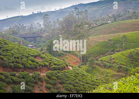 Vista su tutta Nuwara Eliya piantagioni di tè nel sud del paese collinare Foto Stock