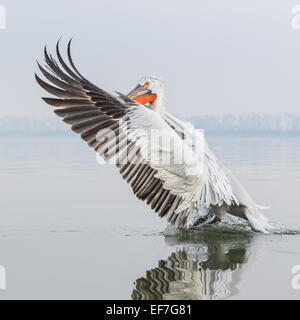 Pellicano dalmata (Pelecanus crispus) prende il largo su un molto ancora il lago di Kerkini nella Grecia settentrionale Foto Stock