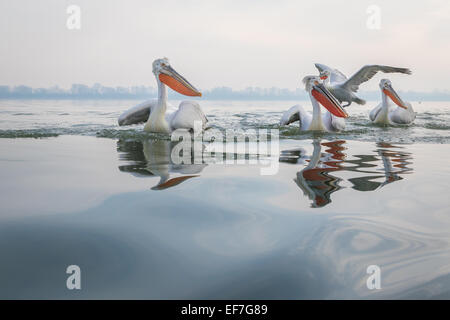 Quattro dalmata di pellicani (Pelecanus crispus) sul lago di Kerkini nella Grecia settentrionale Foto Stock