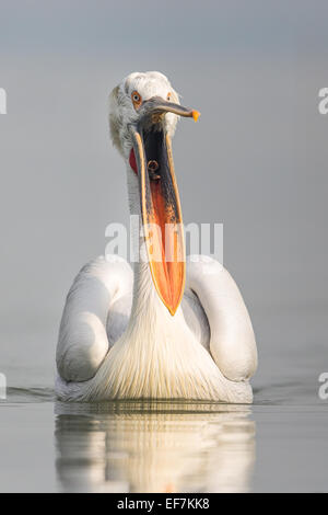 Ritratto di un pellicano dalmata (Pelecanus crispus) gesticolando con la sua distinta aperto sul lago di Kerkini nella Grecia settentrionale Foto Stock