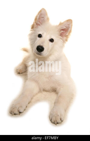 Bianco pastore tedesco unico cucciolo posa in un studio Foto Stock