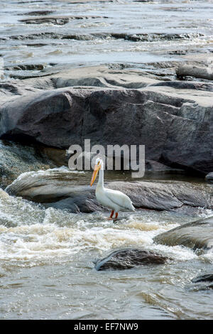 Bianco American Pellicano Foto Stock