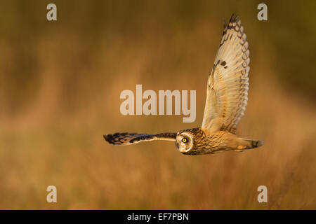Wild Short Eared Owl caccia su una palude nell'Isola di Wight, Regno Unito Foto Stock