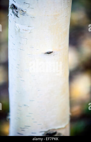 Albero di betulla Foto Stock