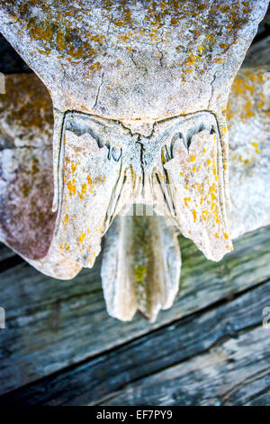 In prossimità di un vecchio whalebone. Foto Stock