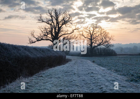 Due alberi maturi, la loro forma scheletrica, stagliano contro un nuvoloso mattino cielo tinto arancio pastello, in un paesaggio smerigliato, Northamptonshire, Inghilterra Foto Stock