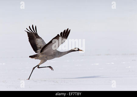 Comuni / Gru Gru eurasiatica (grus grus) prendendo il largo nella neve in inverno Foto Stock