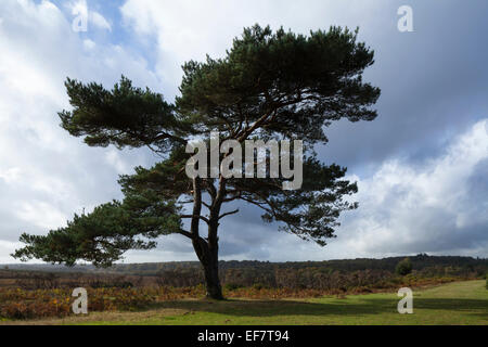 Vista su alberi di pino solitario e brughiera autunnale sullo sfondo di un cielo leggermente tempestoso a Bratley View nel New Forest National Park, Hampshire, Inghilterra Foto Stock