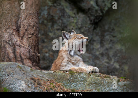 Lince europea / Eurasiatica (Lynx Lynx lynx) svegliarsi e sbadigli Foto Stock