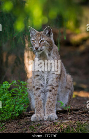 Ritratto di lince europea / Eurasiatica (Lynx Lynx lynx) seduta woodland Foto Stock