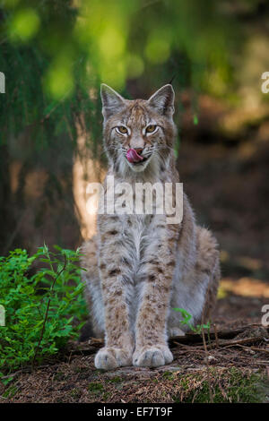 Ritratto di lince europea / Eurasiatica (Lynx Lynx lynx) seduta bosco e leccare il suo naso Foto Stock