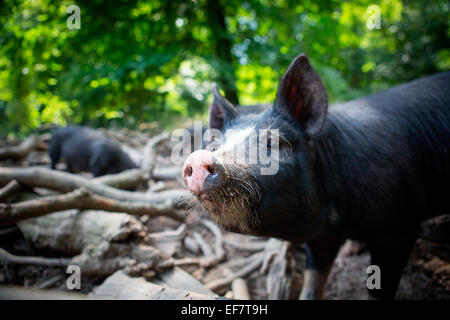 Ritratto di intervallo libero berkshire piglet in bosco Foto Stock