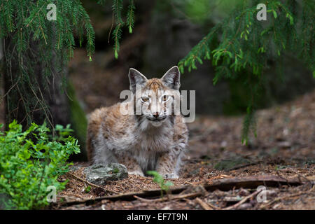 Lince europea / Eurasiatica (Lynx Lynx lynx) stalking preda nella foresta di pini Foto Stock