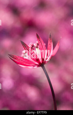 Astrantia grandi 'nozze di rubino' Foto Stock