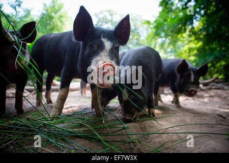 Ritratto di intervallo libero berkshire piglet mangiare erba Foto Stock