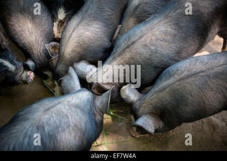 Free range maiali Berkshire rovistando, vista aerea Foto Stock