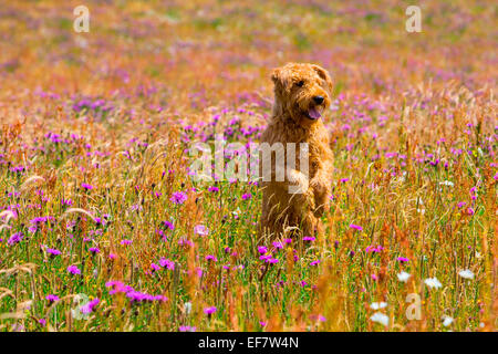 Cane Terrier in piedi sulle zampe posteriori nel prato di fiori selvatici Foto Stock