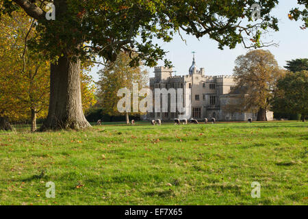Longhorn bestiame pascola nel parco della casa Rousham in autunno, incorniciato da una matura quercia, Oxfordshire, Inghilterra Foto Stock