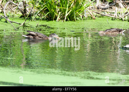 Il germano reale (Anas platyrhynchos).uccello selvatico in un habitat naturale. Regione di Mosca, Russia Foto Stock