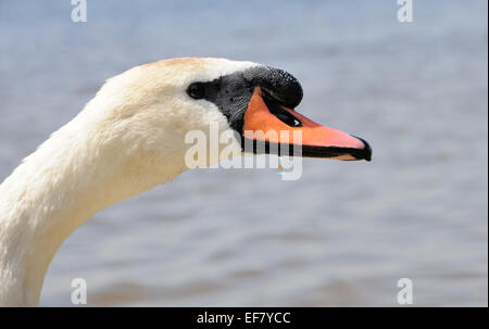 Il collo e la testa di cigno e di caduta di acqua sul becco Foto Stock