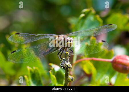 Dragonfly femmina nera tailed skimmer. Orthetrum cancellatum appollaiato su un ramoscello. Bowness on Solway Cumbria Regno Unito Foto Stock