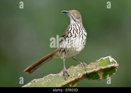 A lungo fatturati Thrasher - Toxostoma longirostre Foto Stock