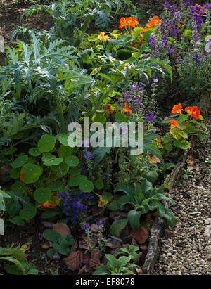 Il francese Le calendule e altri fiori che crescono tra piante di carciofo in orto Rousham House, Oxfordshire, Inghilterra Foto Stock