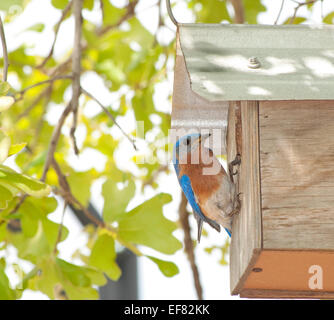 Orientale, Bluebird Sialia sialis, alla scatola di nido Foto Stock