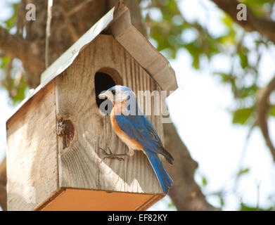 Maschio Bluebird orientale presso la porta della sua scatola di nido Foto Stock