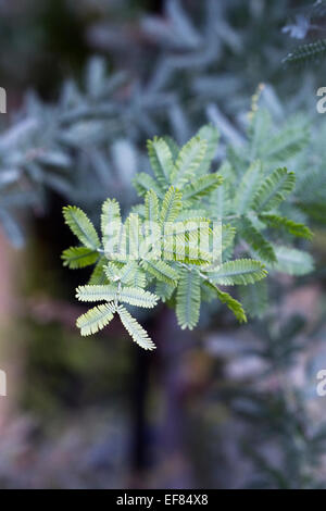 Acacia baileyana. Graticcio Cootamundra arbusto che cresce in un ambiente protetto. Foto Stock