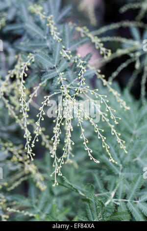 Acacia baileyana. Graticcio Cootamundra arbusto che cresce in un ambiente protetto. Foto Stock