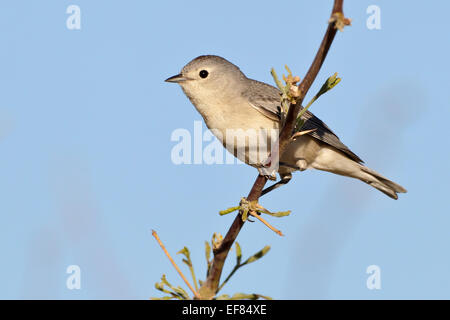 Lucy, trillo - Vermivora luciae - maschio Foto Stock