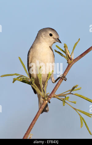 Lucy, trillo - Vermivora luciae - maschio Foto Stock