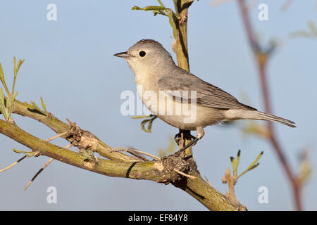 Lucy, trillo - Vermivora luciae - maschio Foto Stock