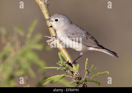 Lucy, trillo - Vermivora luciae - maschio Foto Stock