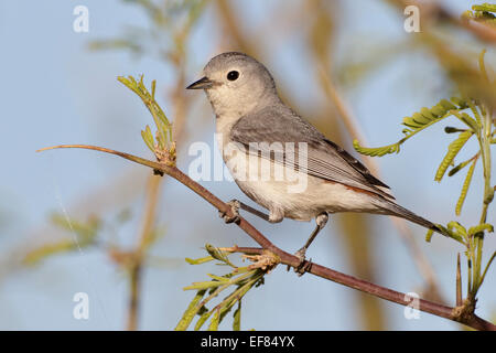 Lucy, trillo - Vermivora luciae - maschio Foto Stock